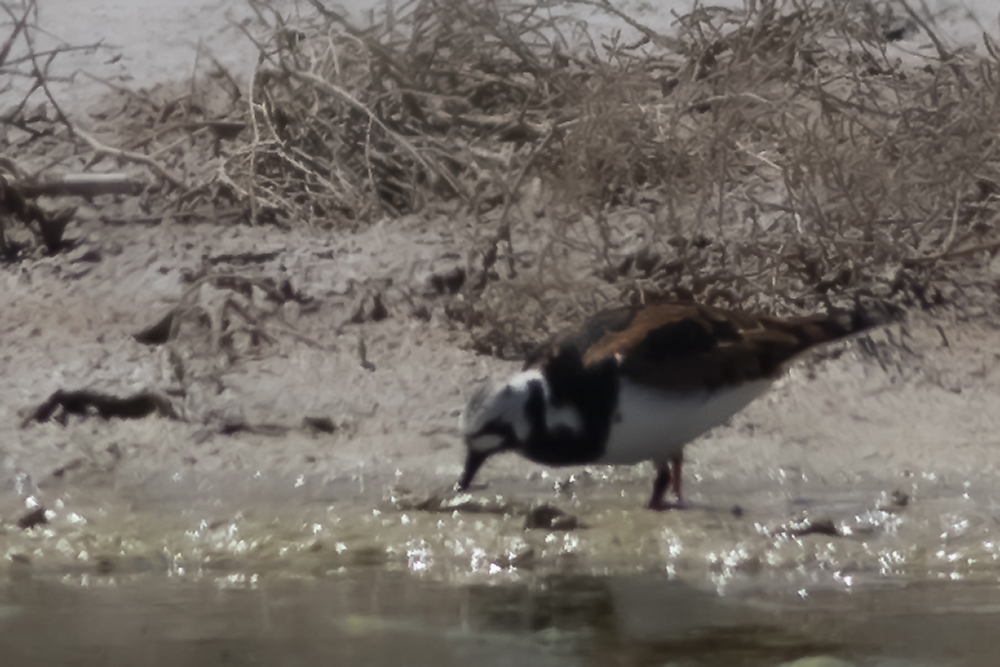 Ruddy Turnstone
